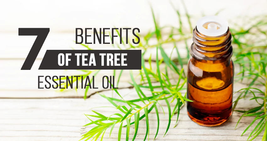 7 Benefits of a Tea Tree Essential Oil Diffuser