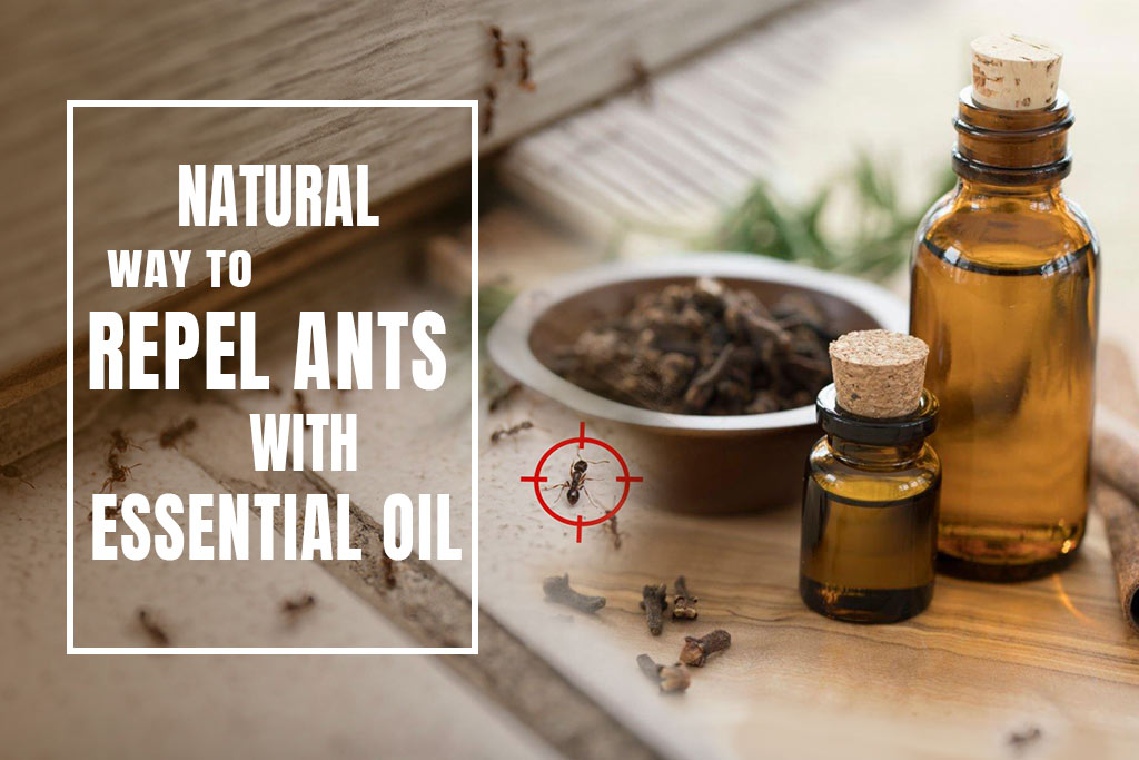 Diy recipe for Essential Oils to Repel Ants