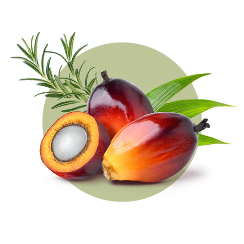 Batana oil fruit with a cut section on a white background for Batana Oil with Rosemary Hair Oil