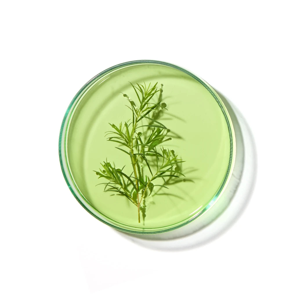 Petri dish with Tea Tree Oil and tea tree leaves on a white background