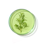 Petri dish with Tea Tree Oil and tea tree leaves on a white background